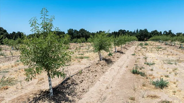 a view of a yard with a tree