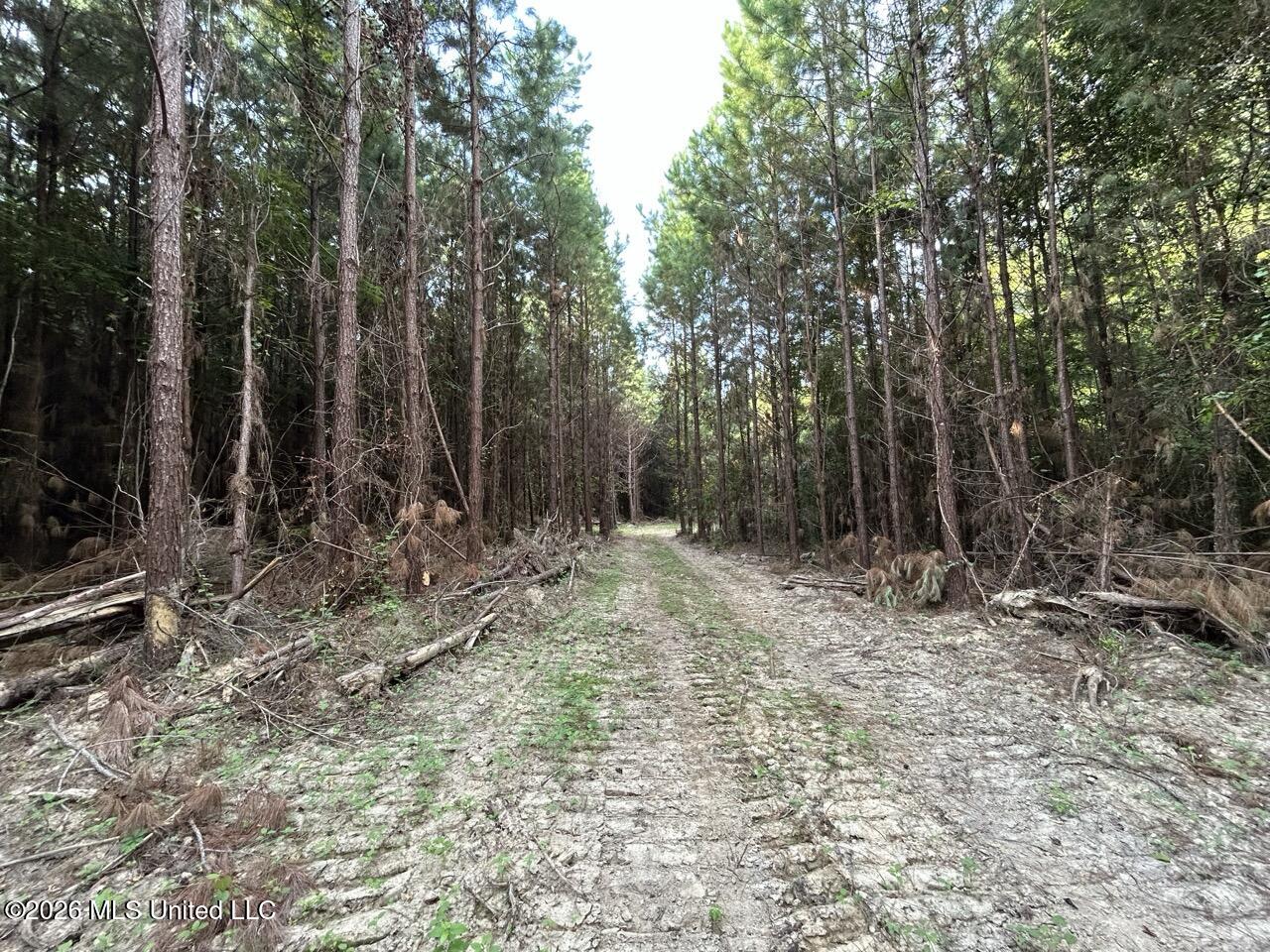 5 Old Oldenburg Road Meadville, MS 39653 - Photo 28 of 39 IMG_5582 Large