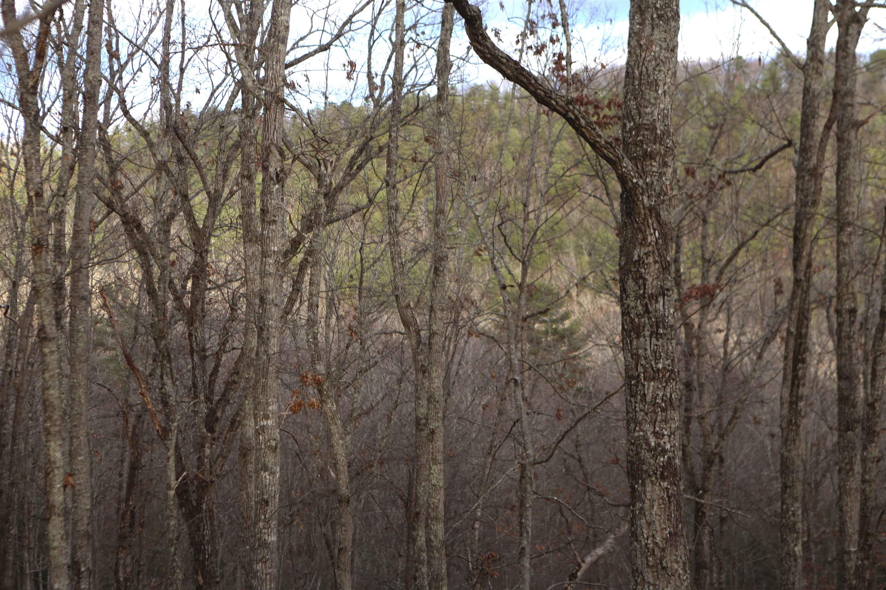 Lot #16 Bolshers Run Millboro, VA 24460 - Photo 5 of 11 a view of a yard with a tree