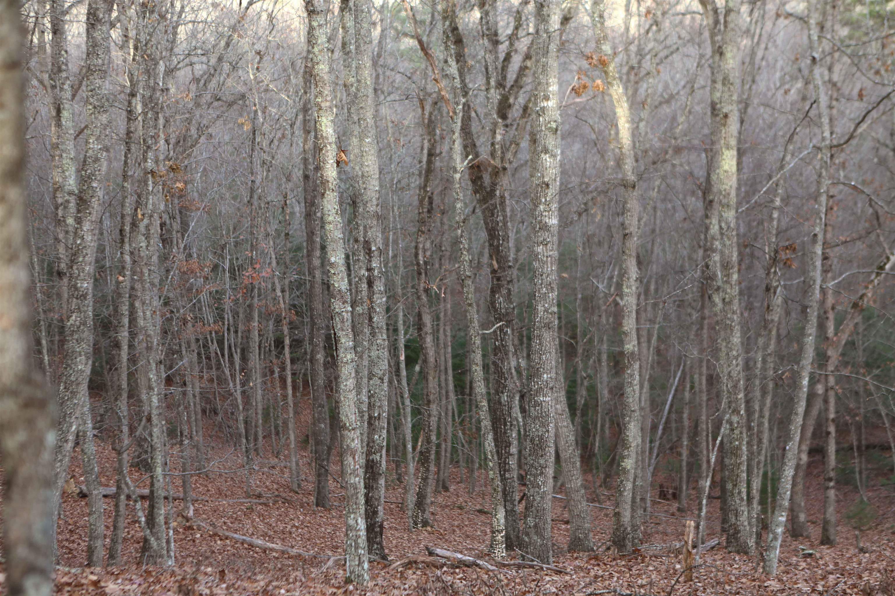 Lot #16 Bolshers Run Millboro, VA 24460 - Photo 6 of 11 a close up view of wooden wall