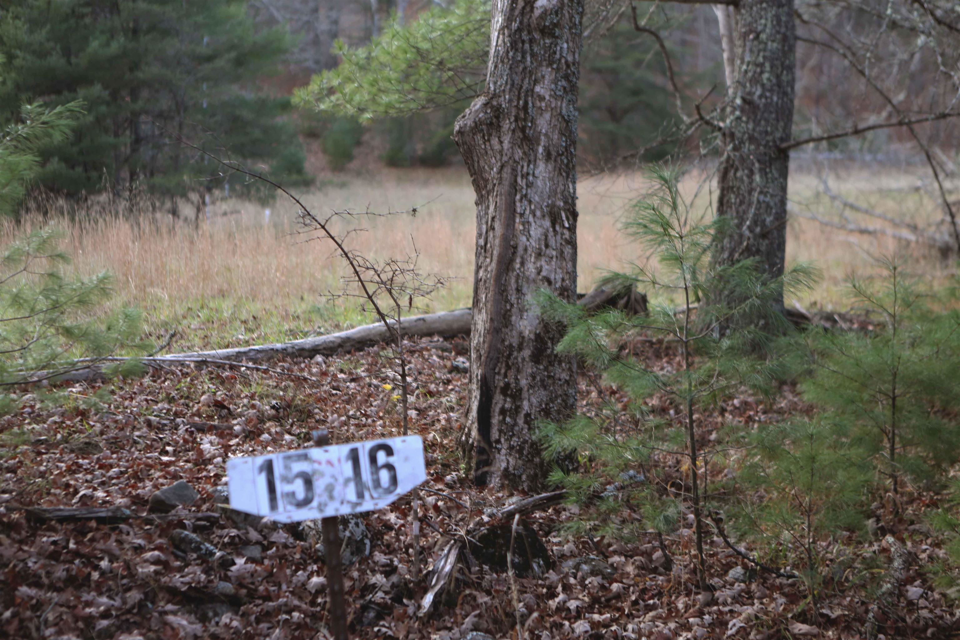 Lot #16 Bolshers Run Millboro, VA 24460 - Photo 8 of 11 a view of a tree in a yard
