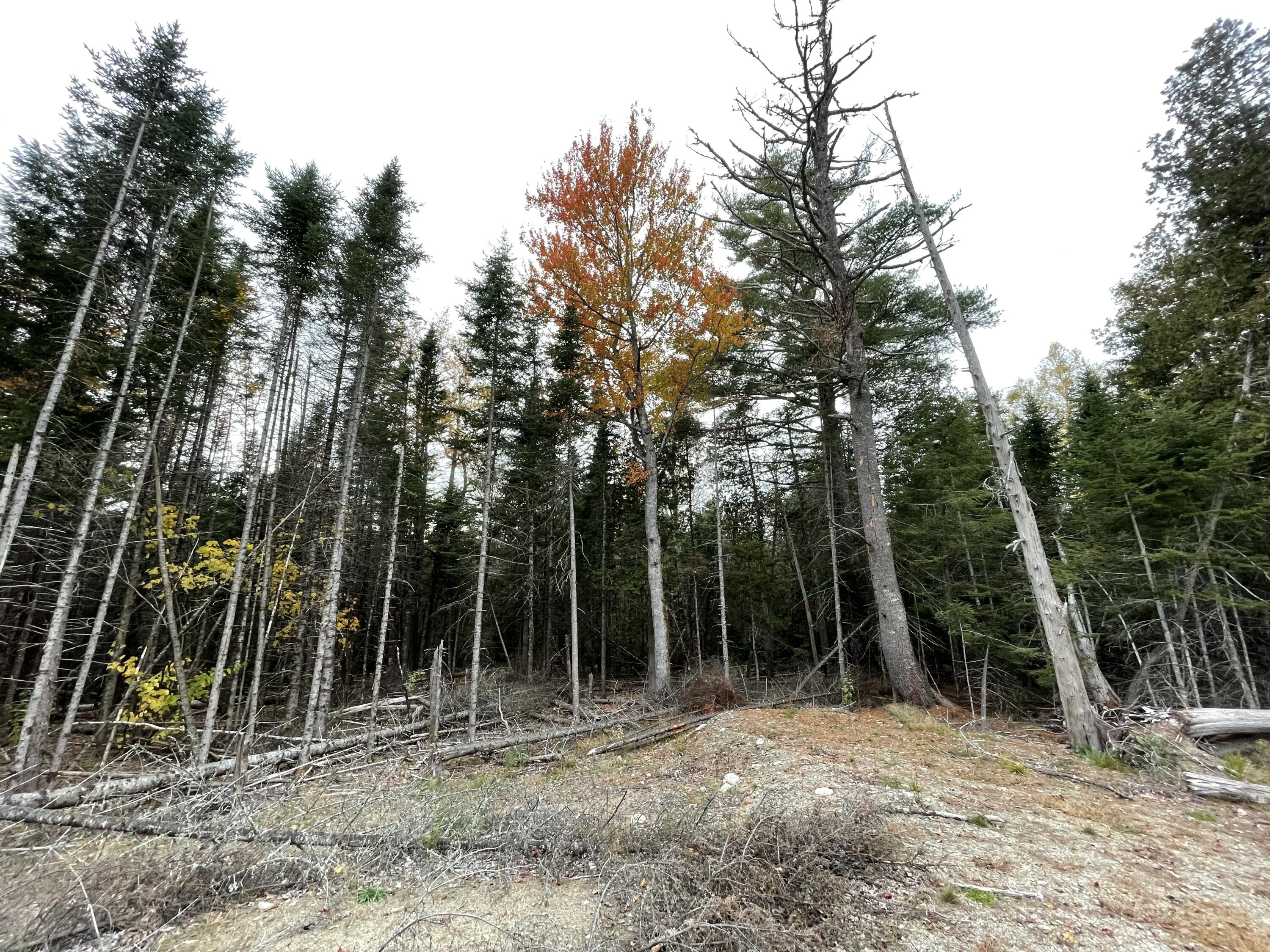 3306 Mariaville Road Mariaville, ME 04605 - Photo 14 of 21 IMG_7167