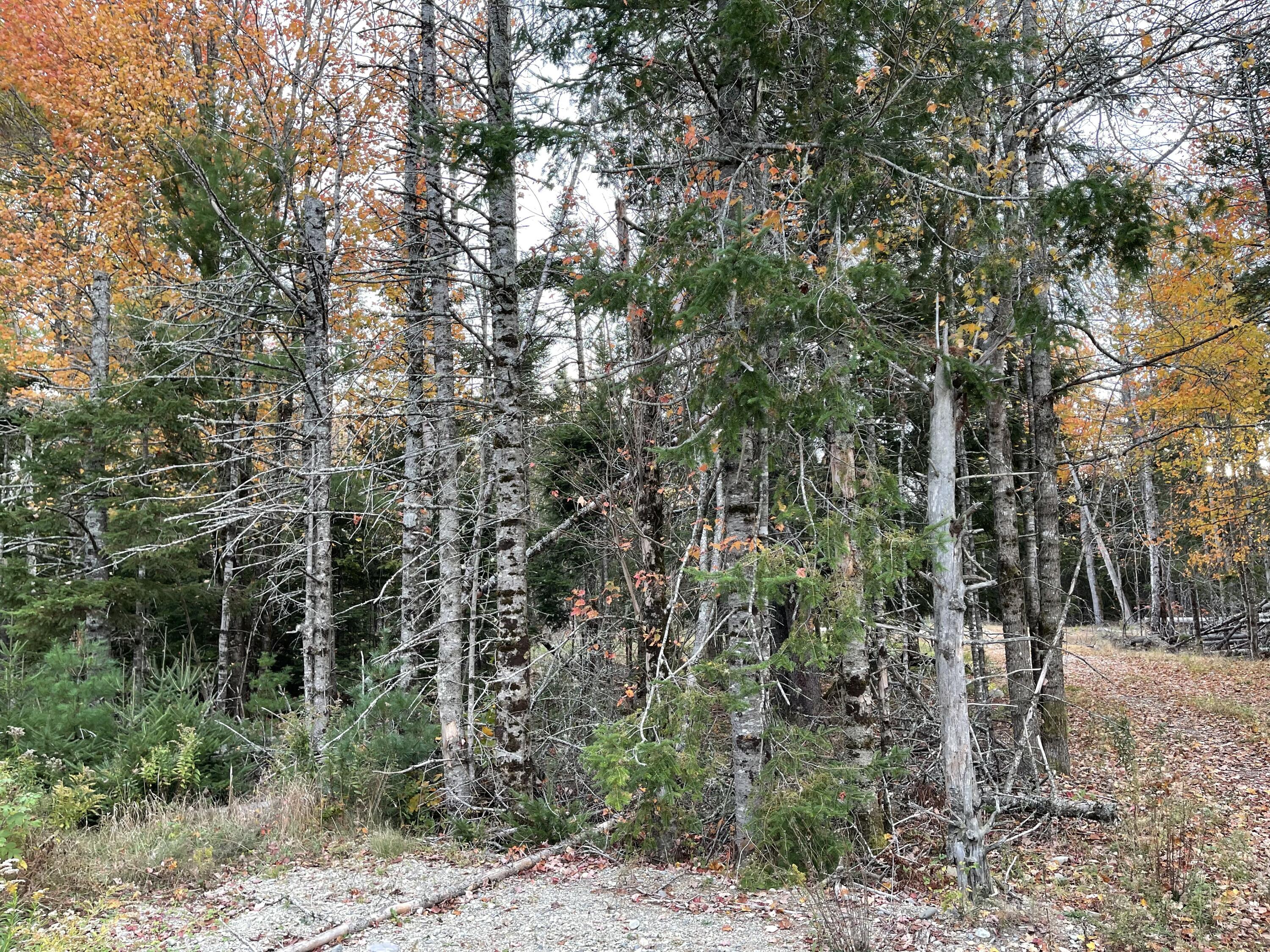 3306 Mariaville Road Mariaville, ME 04605 - Photo 18 of 21 IMG_7175