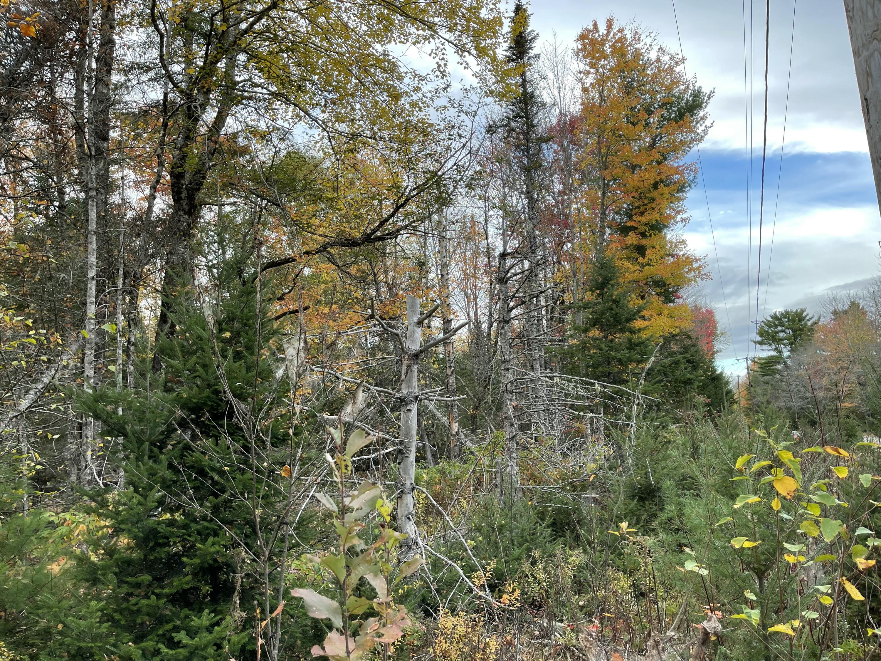 3306 Mariaville Road Mariaville, ME 04605 - Photo 19 of 21 IMG_7176