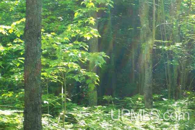 E734 Stella Lake Road Rapid River, MI 49864 - Photo 2 of 13