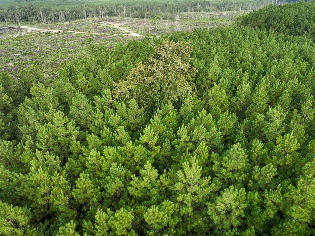 2 Red Rock Road Robeline, LA 71469 - Photo 4 of 16 Drone / aerial view of a heavily wooded area