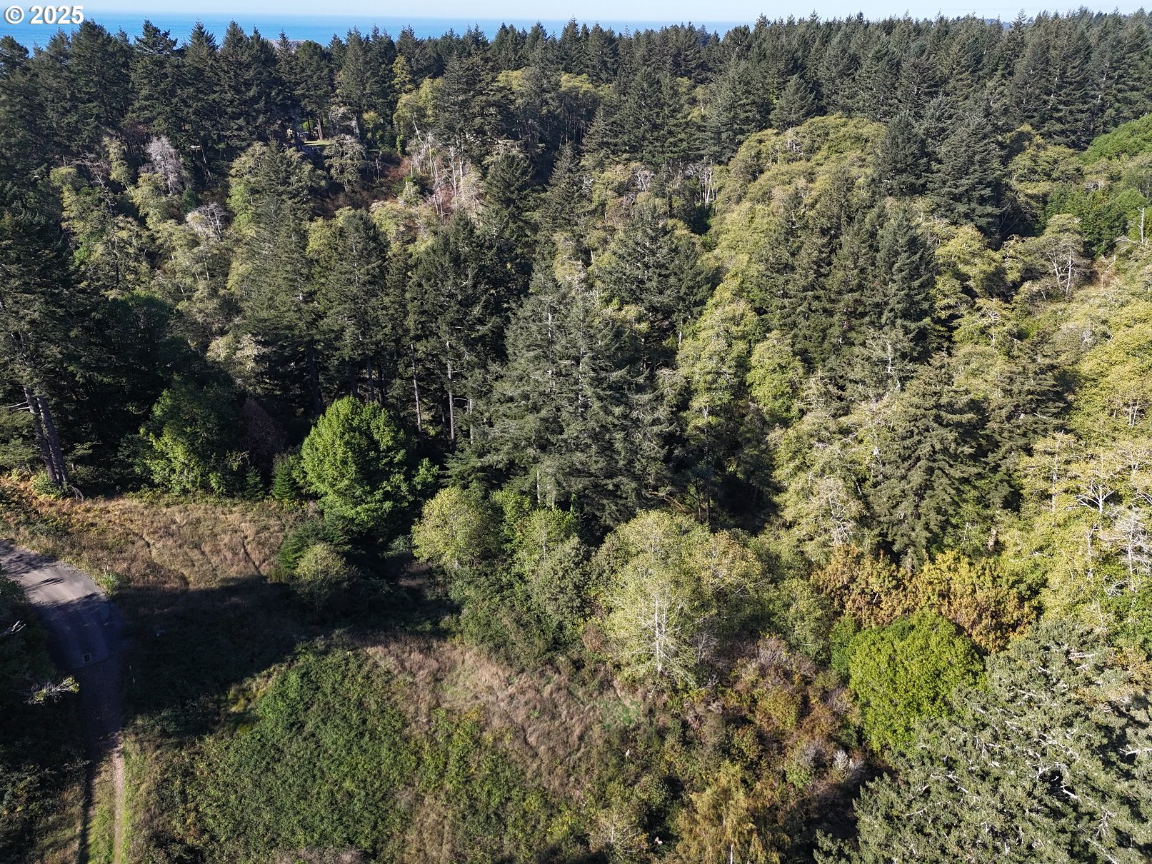 Brooke Lane, Unit 4 Brookings, OR 97415 - Photo 12 of 19 a view of a forest with a building