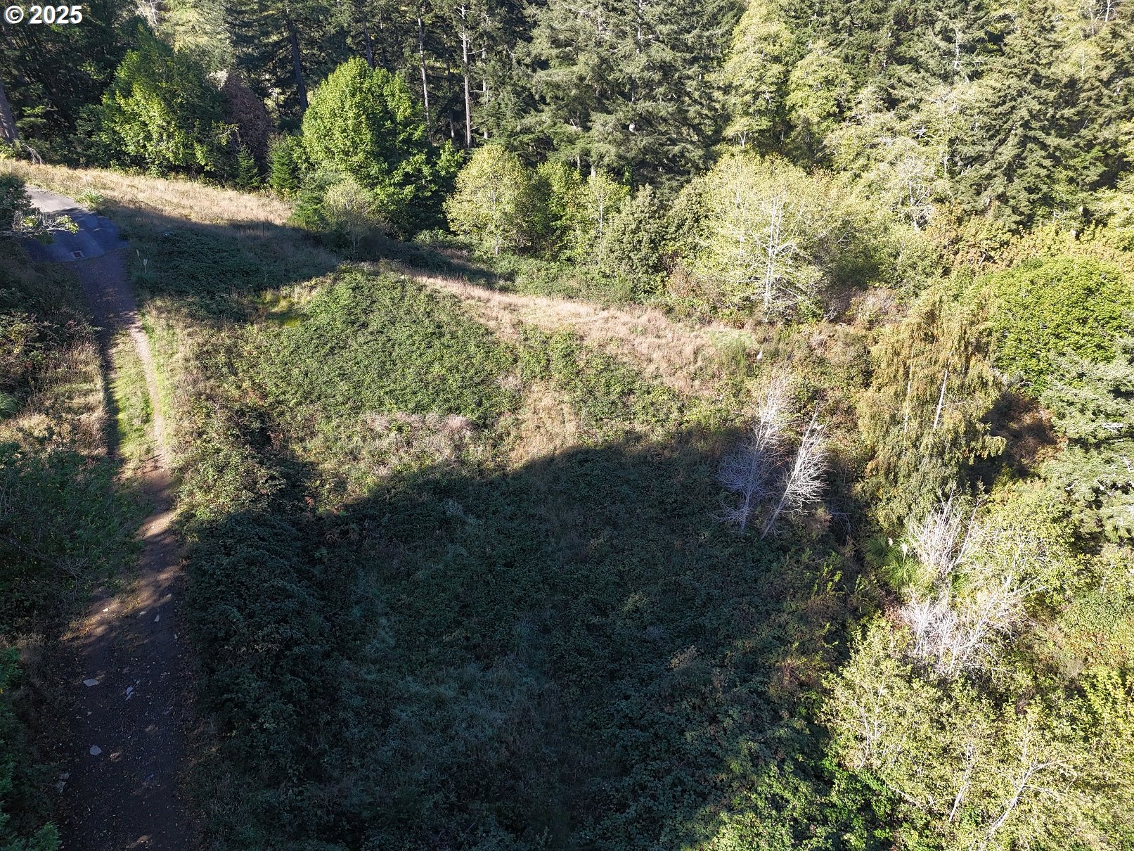Brooke Lane, Unit 4 Brookings, OR 97415 - Photo 18 of 19 a view of a forest with a tree