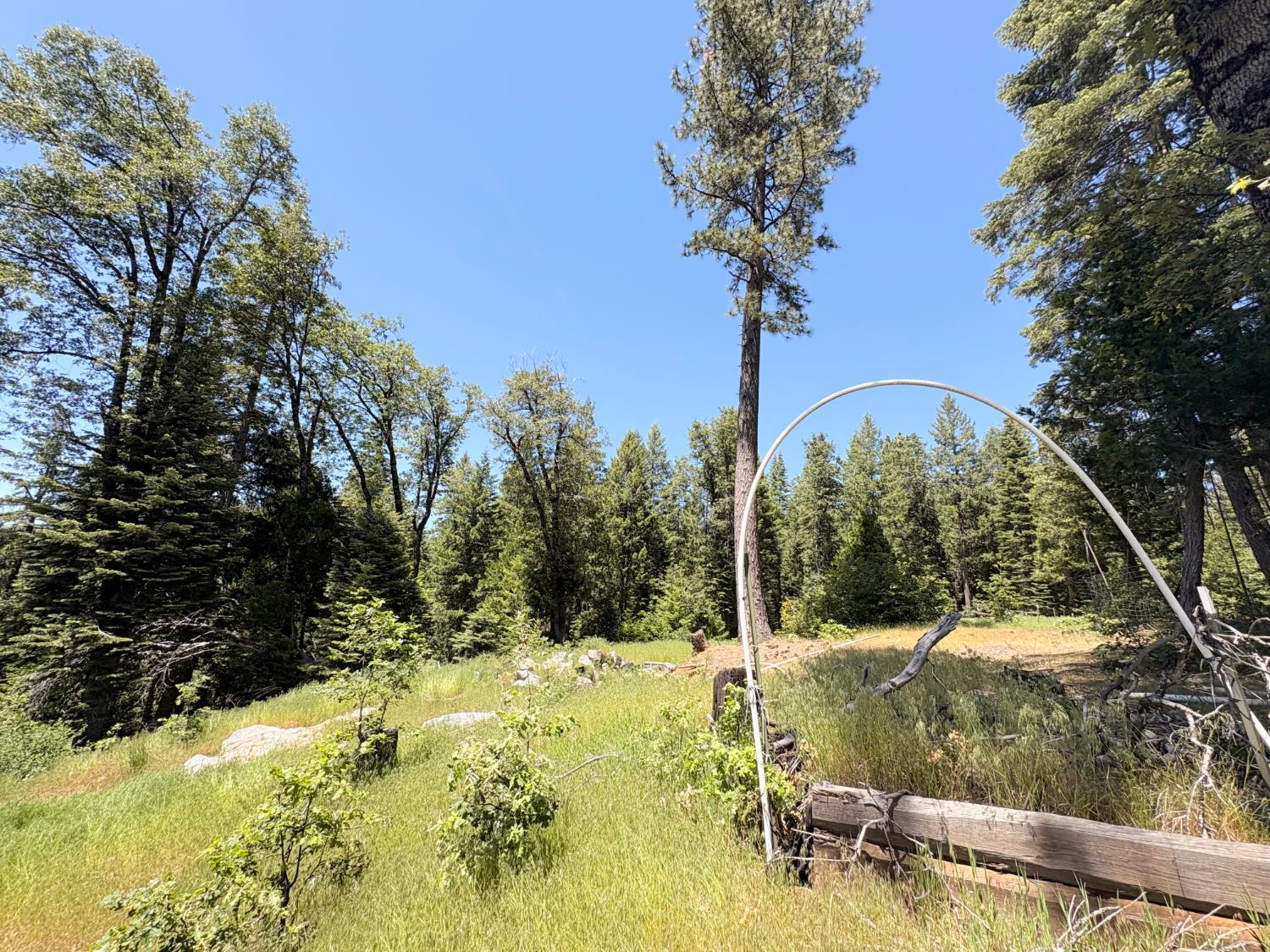 14666 Woolford Mill Road Nevada City, CA 95959 - Photo 10 of 12 a view of a tree with a yard