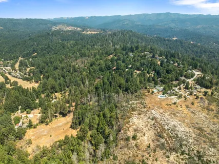a view of a forest with a lush green forest