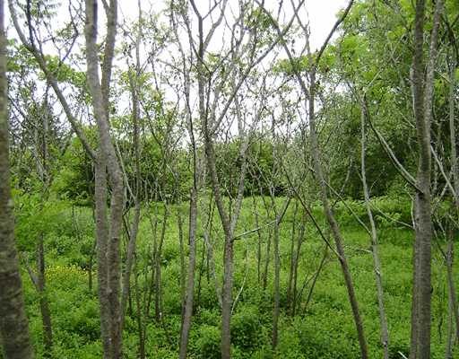 8 Rt Union City, PA 16438 - Photo 7 of 8 Land/Lot.