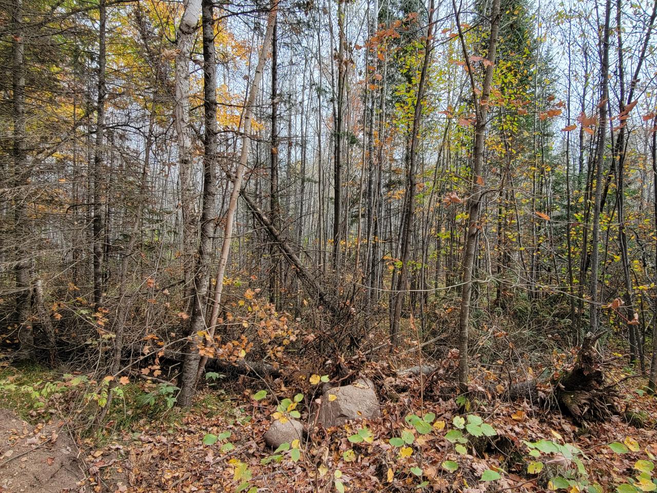 On Springstead Road Park Falls, WI 54552 - Photo 6 of 13 Gallery Image 6