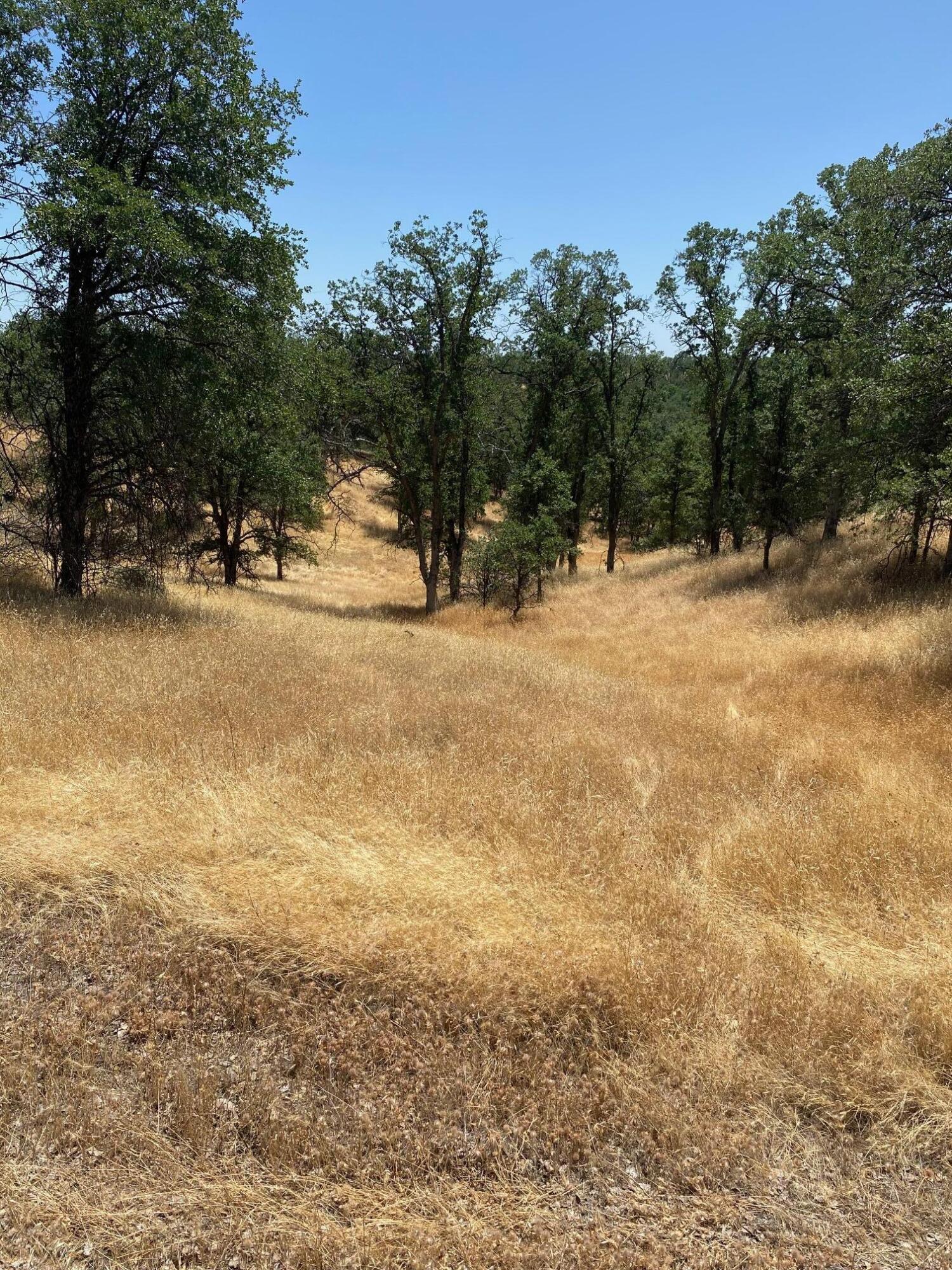 Quail Ridge Road Cottonwood, CA 96022 - Photo 2 of 5 a view of a yard with a tree