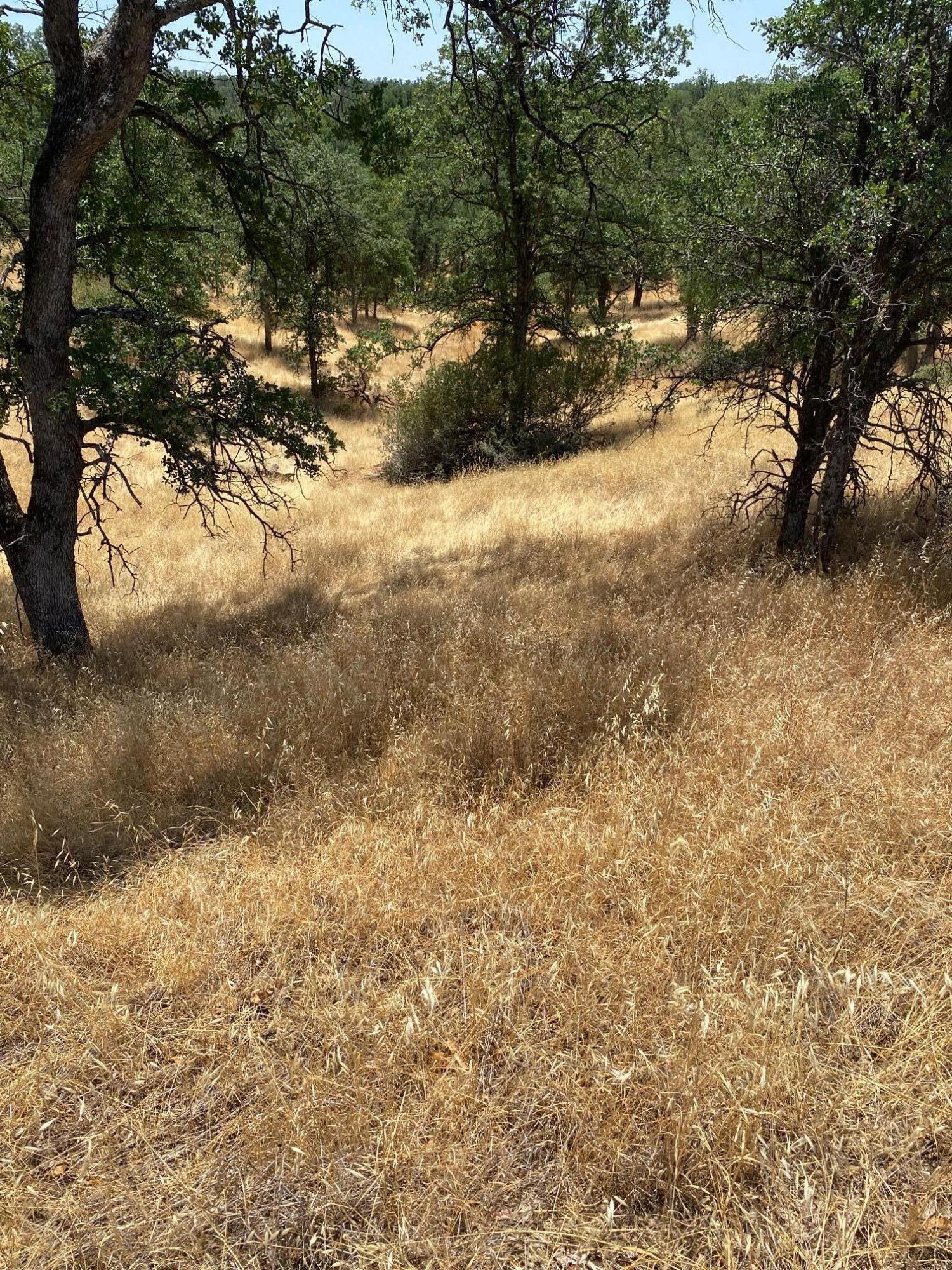 Quail Ridge Road Cottonwood, CA 96022 - Photo 4 of 5 a view of outdoor space with trees