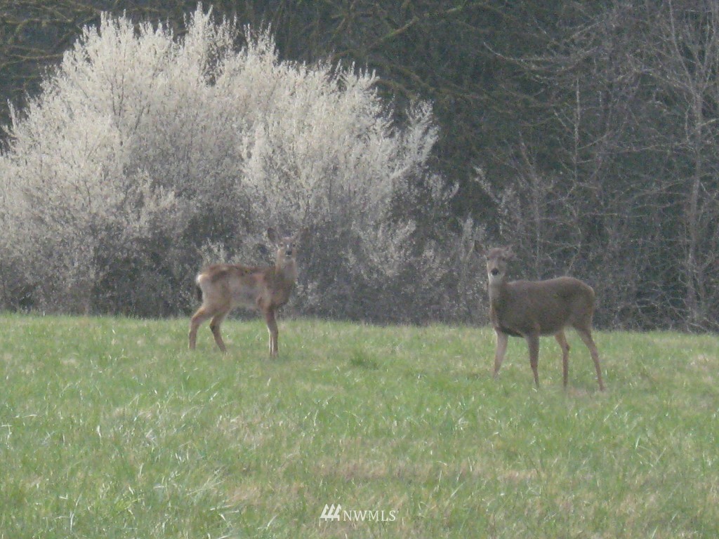 233 Southeast Cowlitz Street Winlock, WA 98596 - Photo 18 of 21 Gallery Image 18