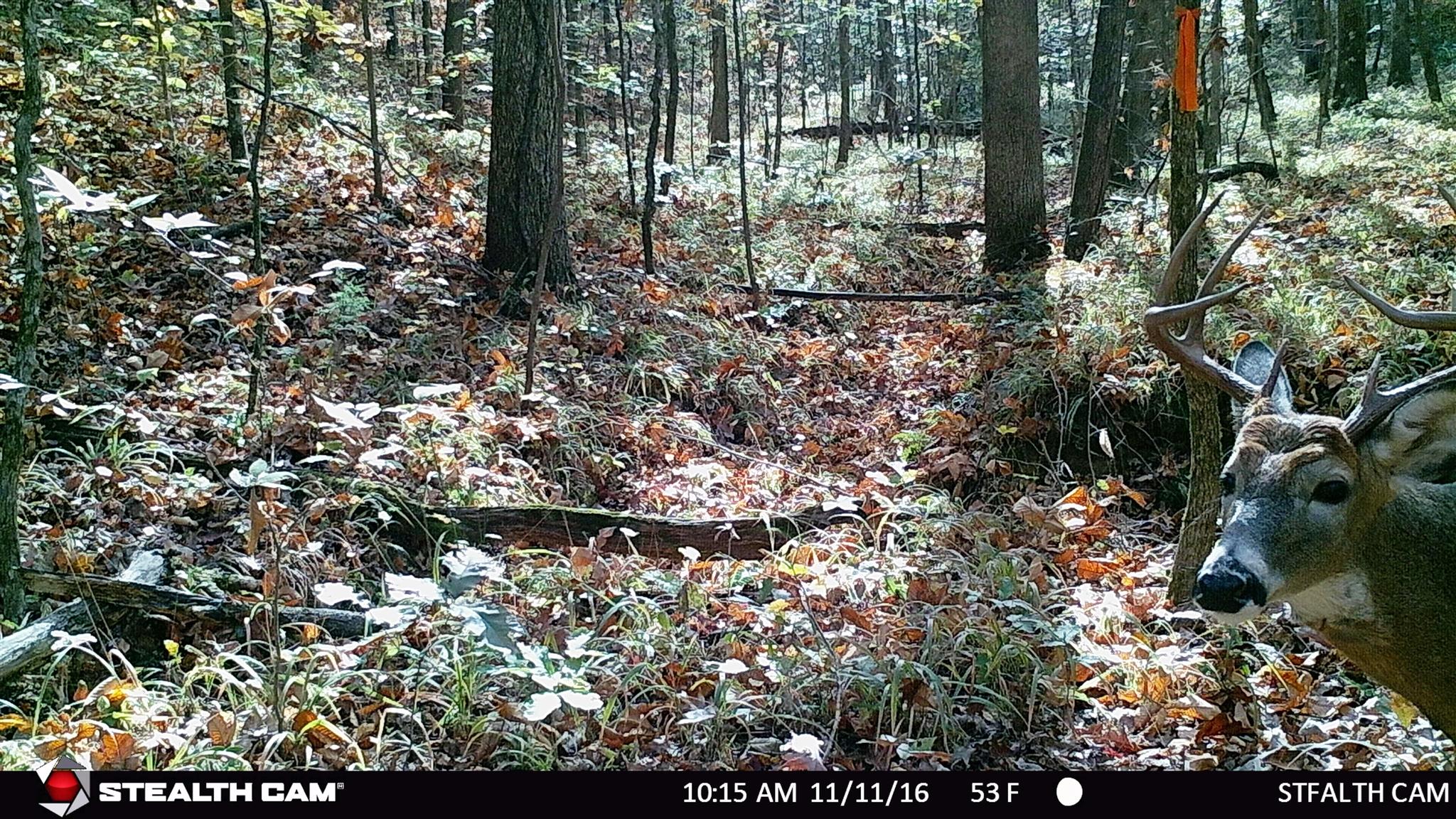 Check out the 8 pointer. Sample of the deer population