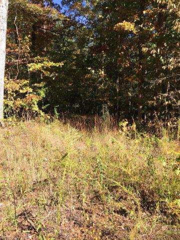 199 Hutchins Bend Road Sparta, TN 38583 - Photo 12 of 20 Great wooded parcel