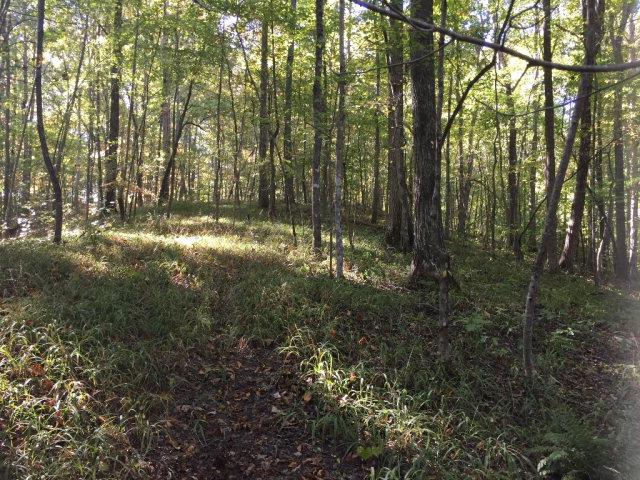 199 Hutchins Bend Road Sparta, TN 38583 - Photo 13 of 20 Typical gentle rolling hills