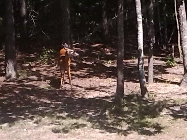 More deer