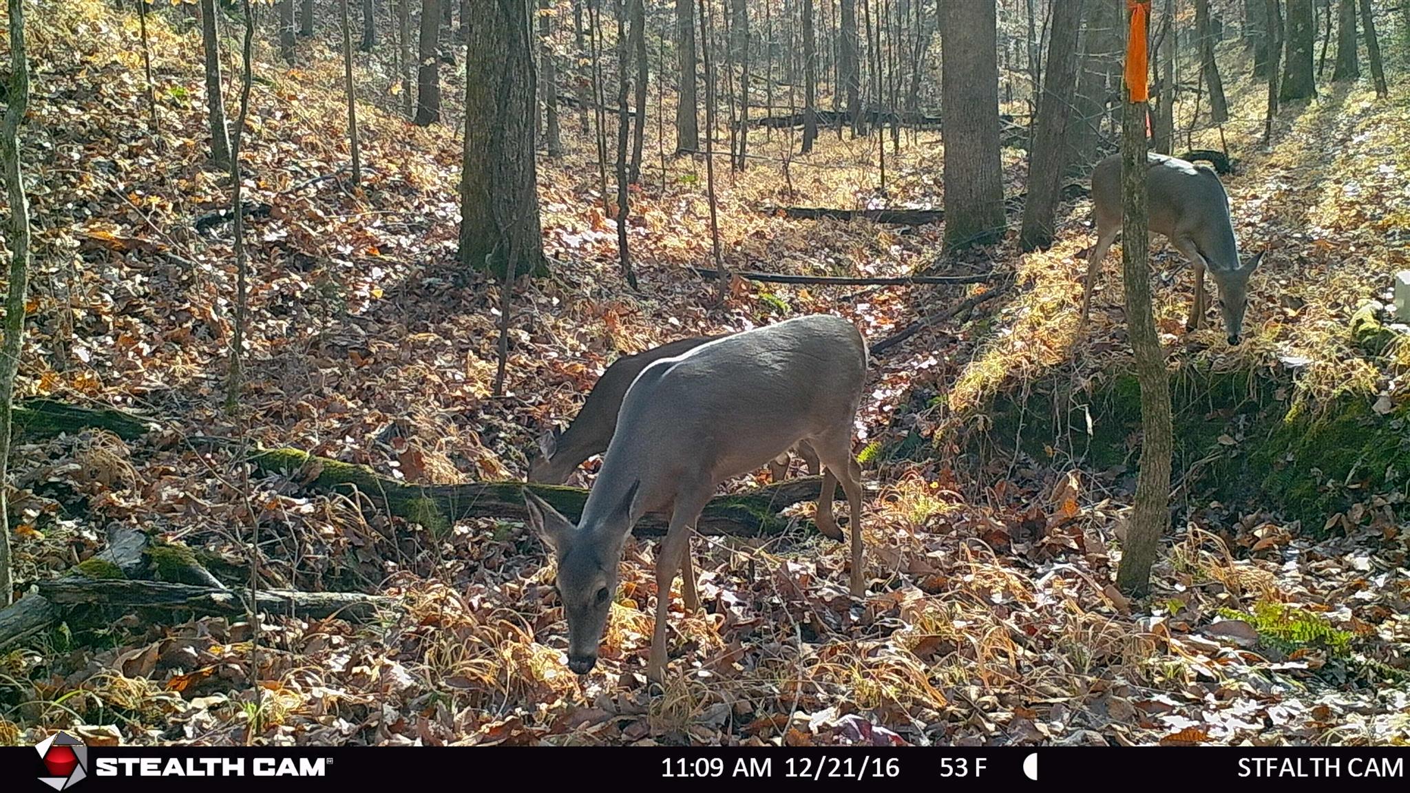 199 Hutchins Bend Road Sparta, TN 38583 - Photo 9 of 20 Great deer population