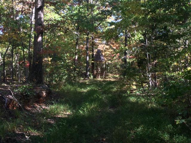 199 Hutchins Bend Road Sparta, TN 38583 - Photo 10 of 20 Neat tree stand