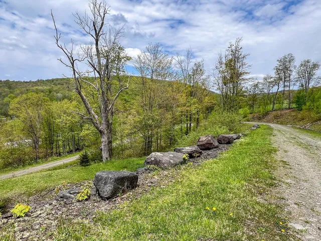 a view of a park with large trees