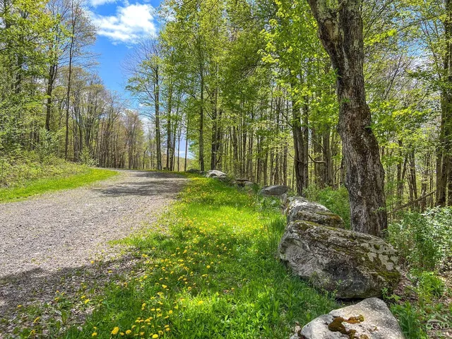 a view of a garden with a tree