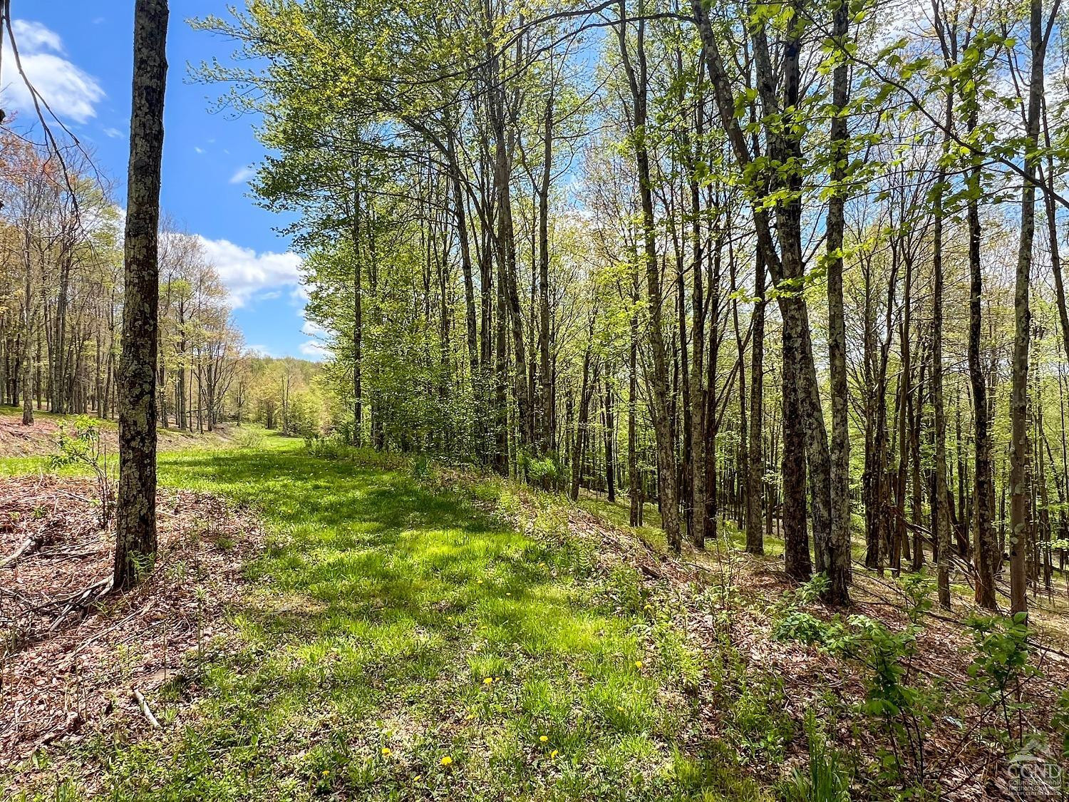 0 State Highway Andes, NY 13731 - Photo 23 of 90 a view of a garden with a tree