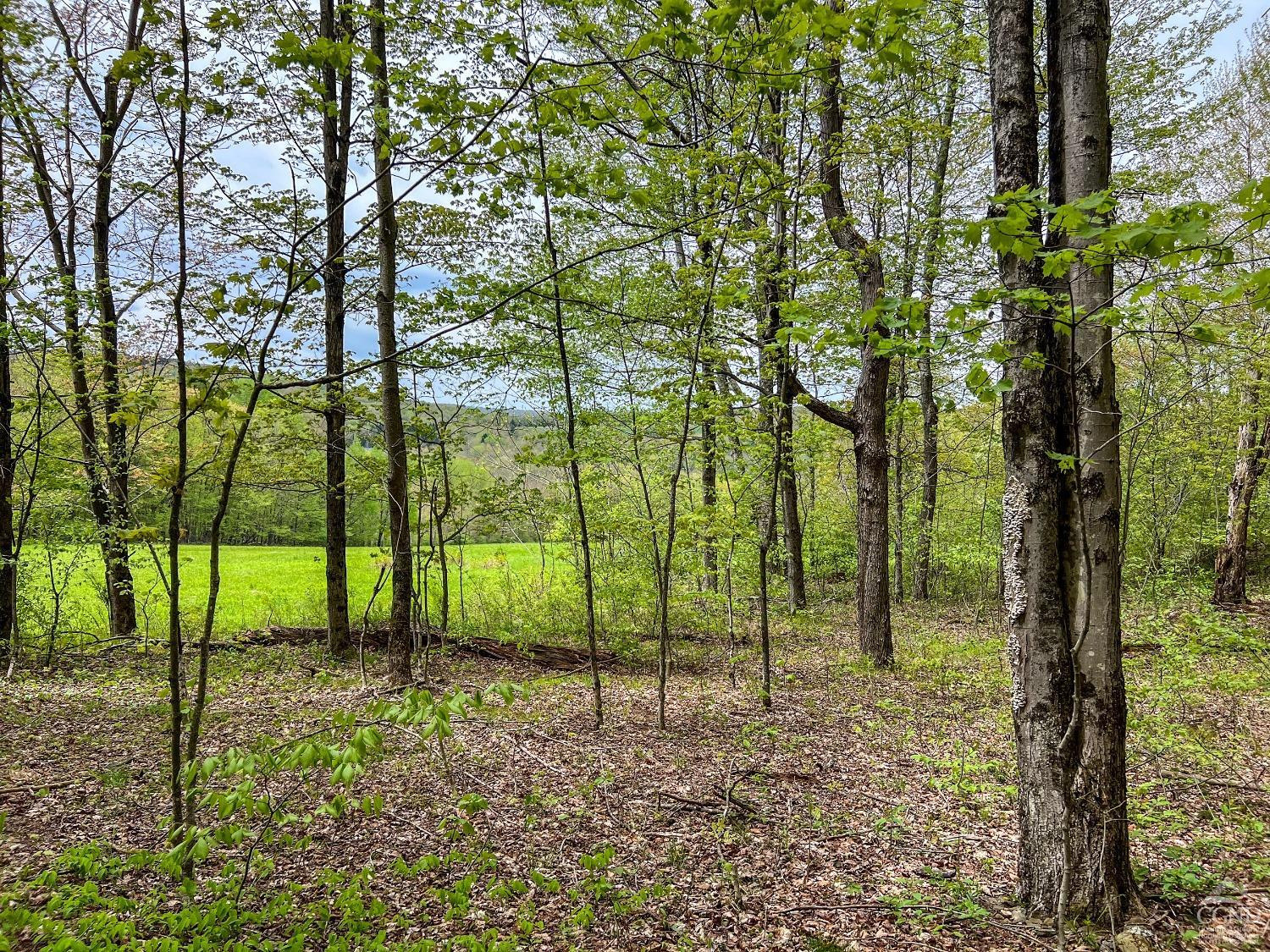 0 State Highway Andes, NY 13731 - Photo 34 of 90 a view of outdoor space with lots of trees