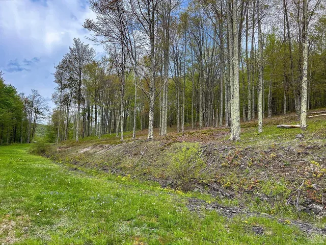 a view of a yard with lawn chairs plants and large tree