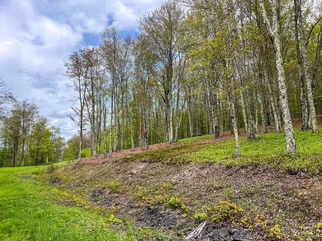 a backyard of a house with lots of trees