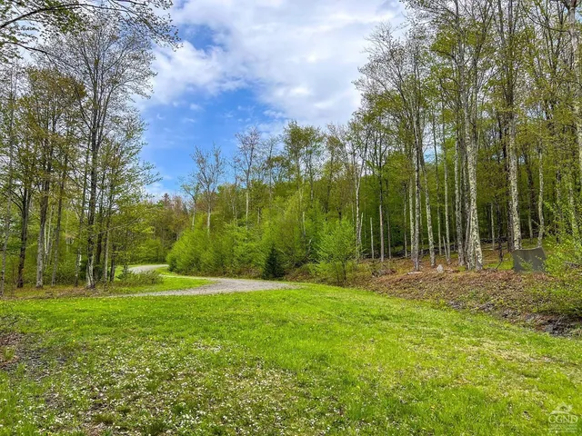 a view of a lush green forest