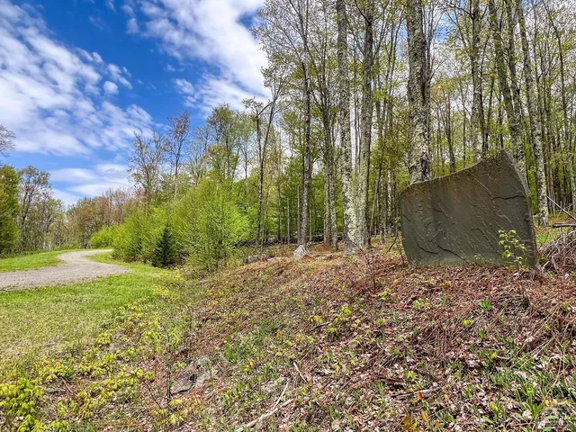a view of a yard with a tree