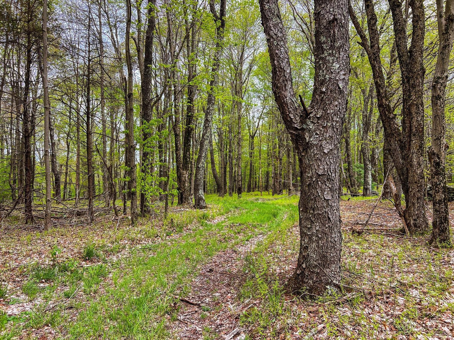 0 State Highway Andes, NY 13731 - Photo 60 of 90 a backyard of a house with lots of trees