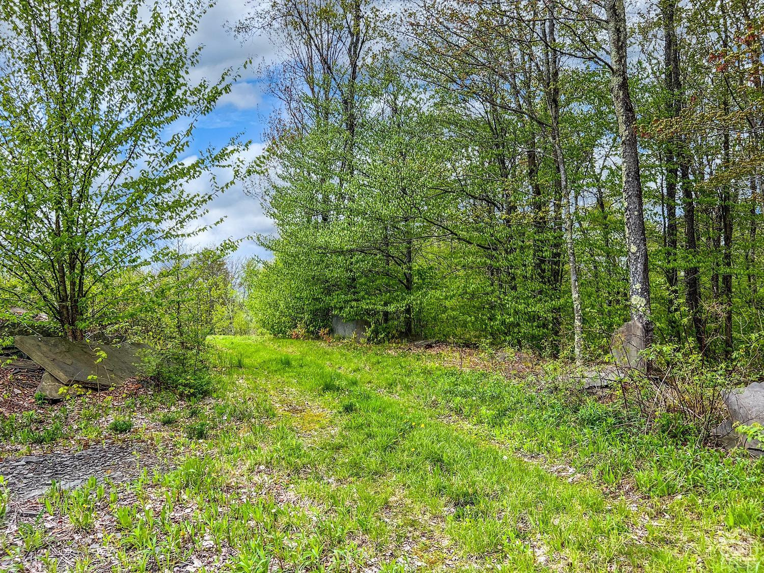 0 State Highway Andes, NY 13731 - Photo 61 of 90 a view of a lush green forest