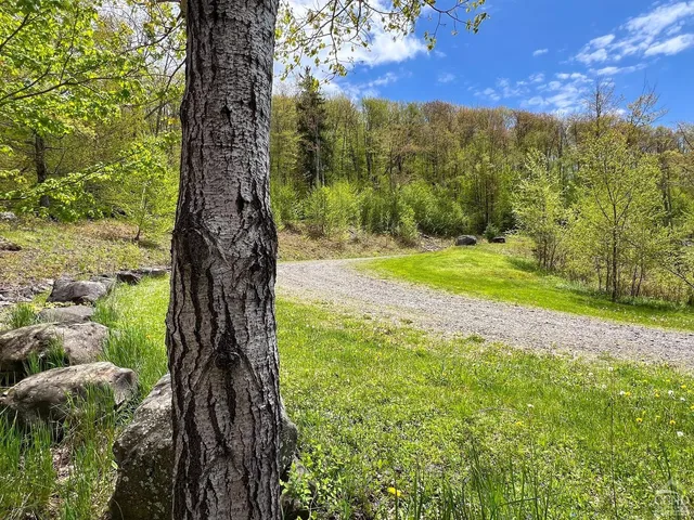 a view of a backyard with large trees