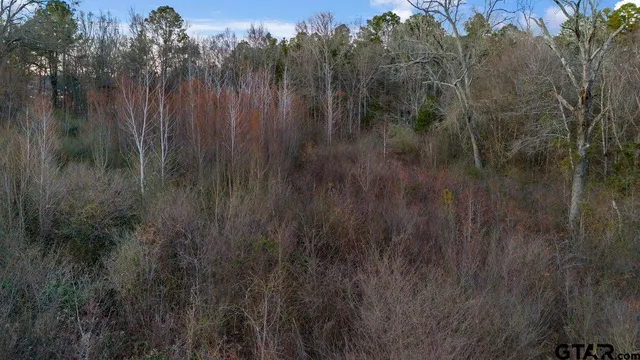 a view of a lush green forest with trees in the background