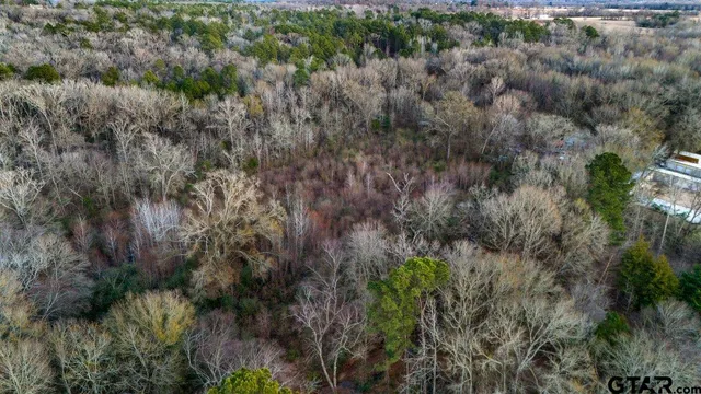 a view of a forest with a tree