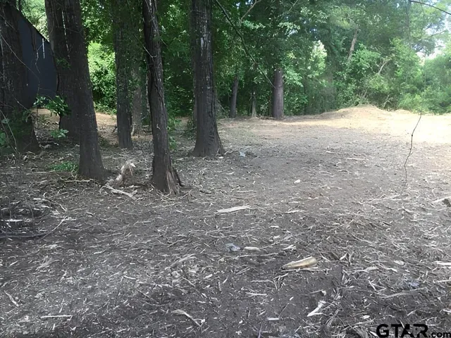 a view of a forest with trees in the background