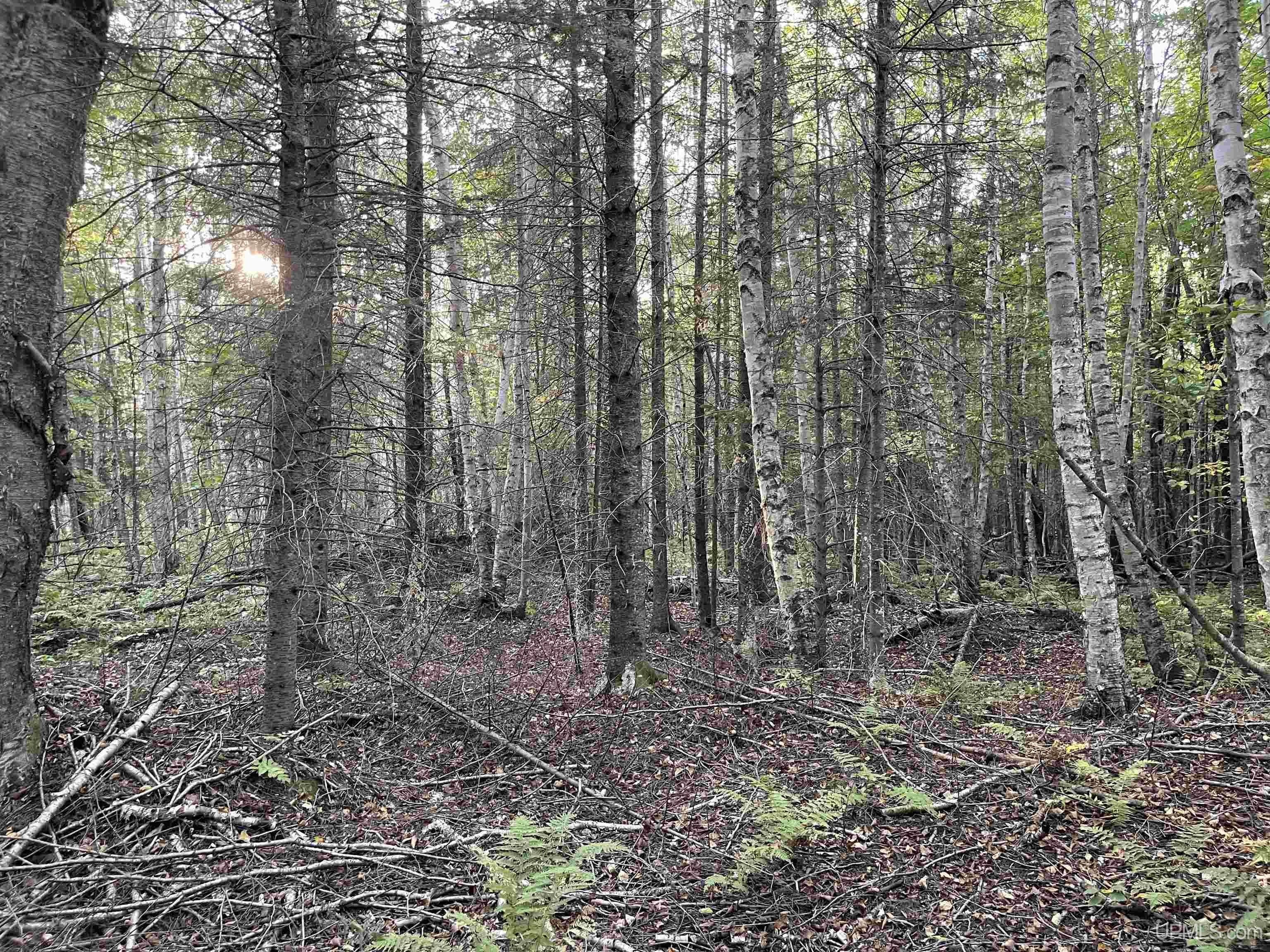 40-acres County Pit Road, Unit PARCEL #2 Manistique, MI 49854 - Photo 44 of 51 Gallery Image 44