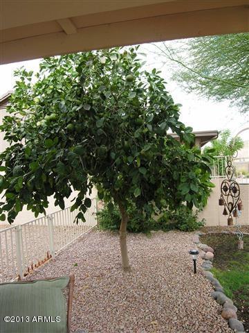 4669 South Rimrock Loop Gold Canyon, AZ 85118 - Photo 49 of 61 49 grapefruit tree