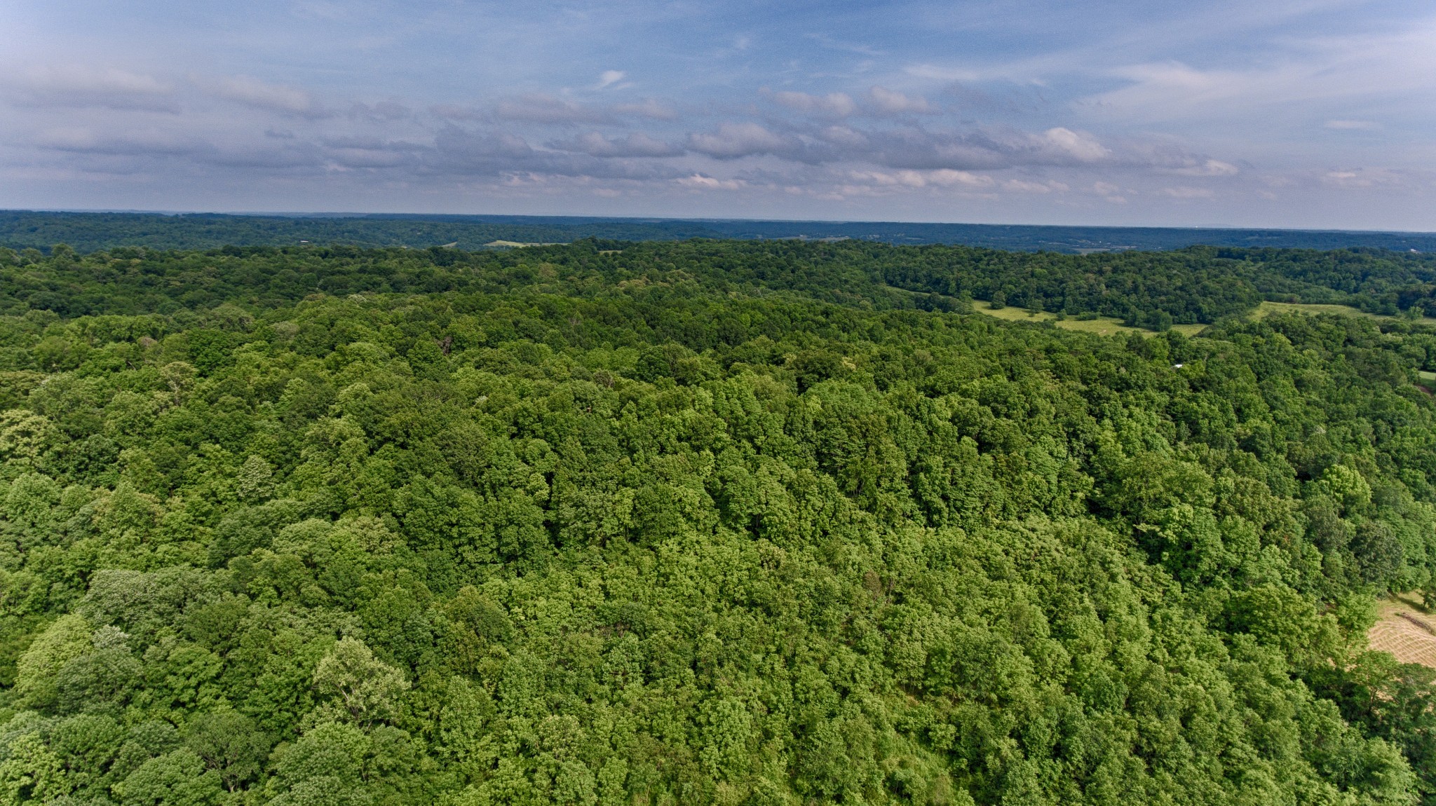 0 Bee Spring Road Dellrose, TN 38453 - Photo 3 of 4 a view of a bunch of trees