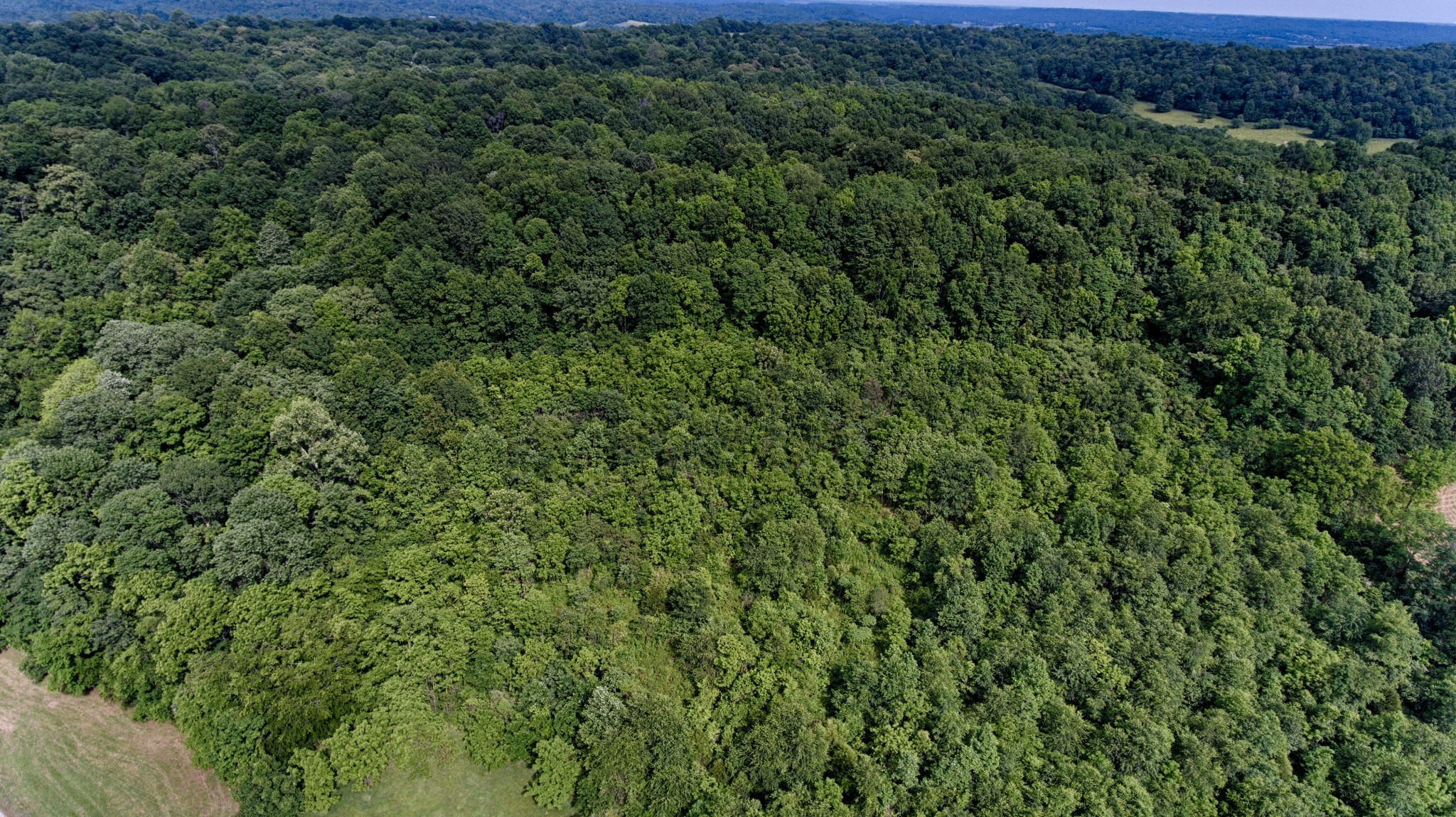 0 Bee Spring Road Dellrose, TN 38453 - Photo 4 of 4 a view of a lush green forest with a houses