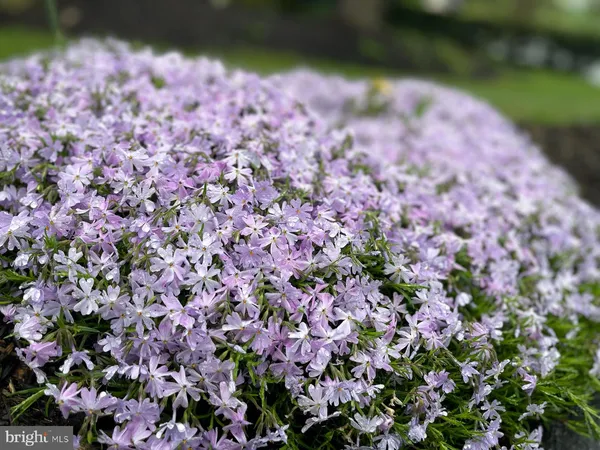 a view of a park with large trees