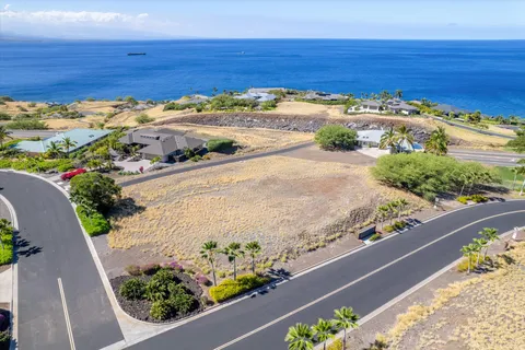 a view of a yard with a palm tree