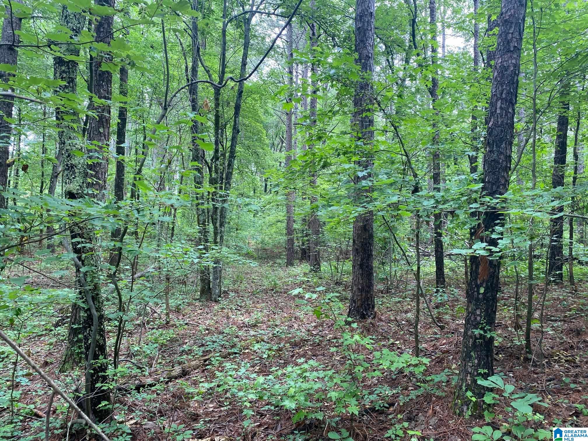 0 Roy Webb Cutoff Road, Unit 2 LOTS Piedmont, AL 36272 - Photo 9 of 10
