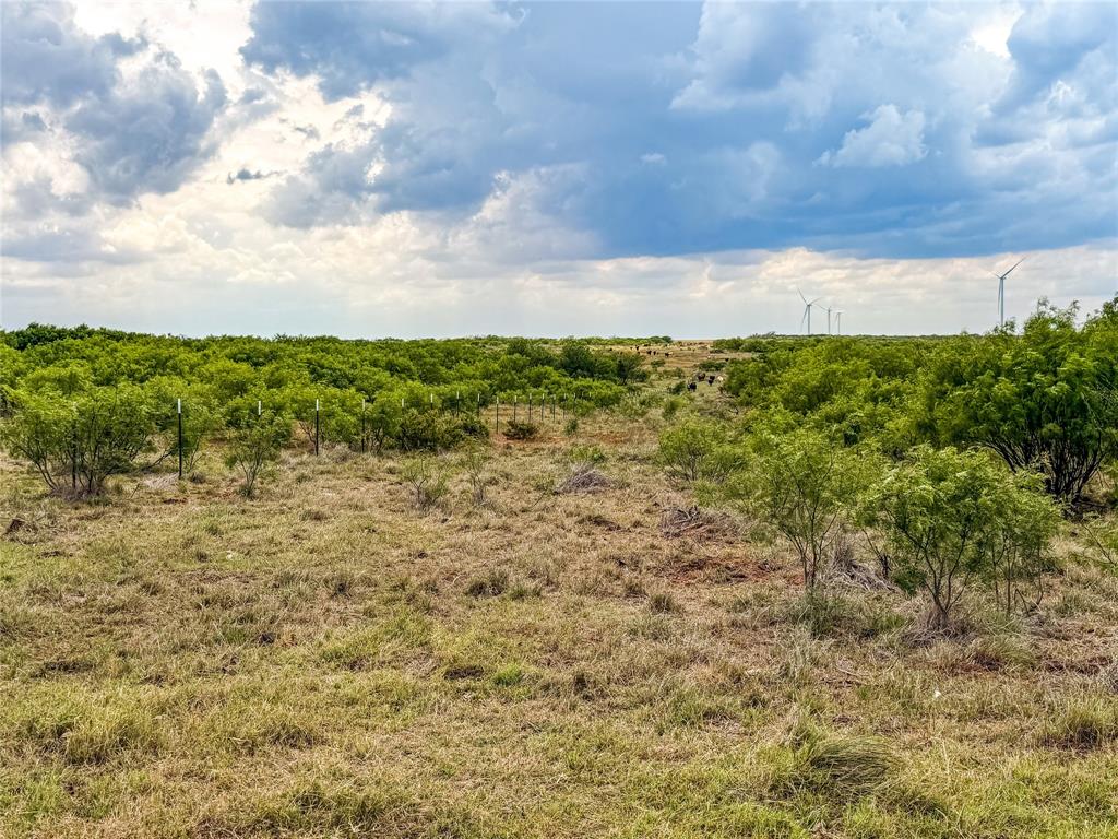 235 227 Haskell Tx 79521 Haskell, TX 79521 - Photo 6 of 40 a view of a bunch of plants and trees