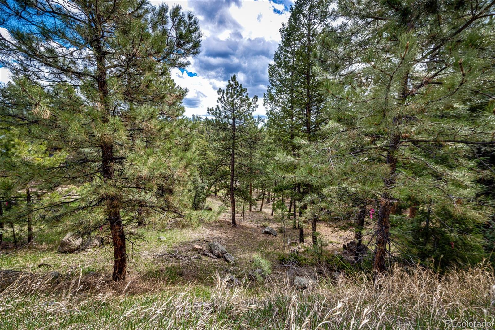 4094 Alpine Drive Evergreen, CO 80439 - Photo 7 of 39 a view of forest