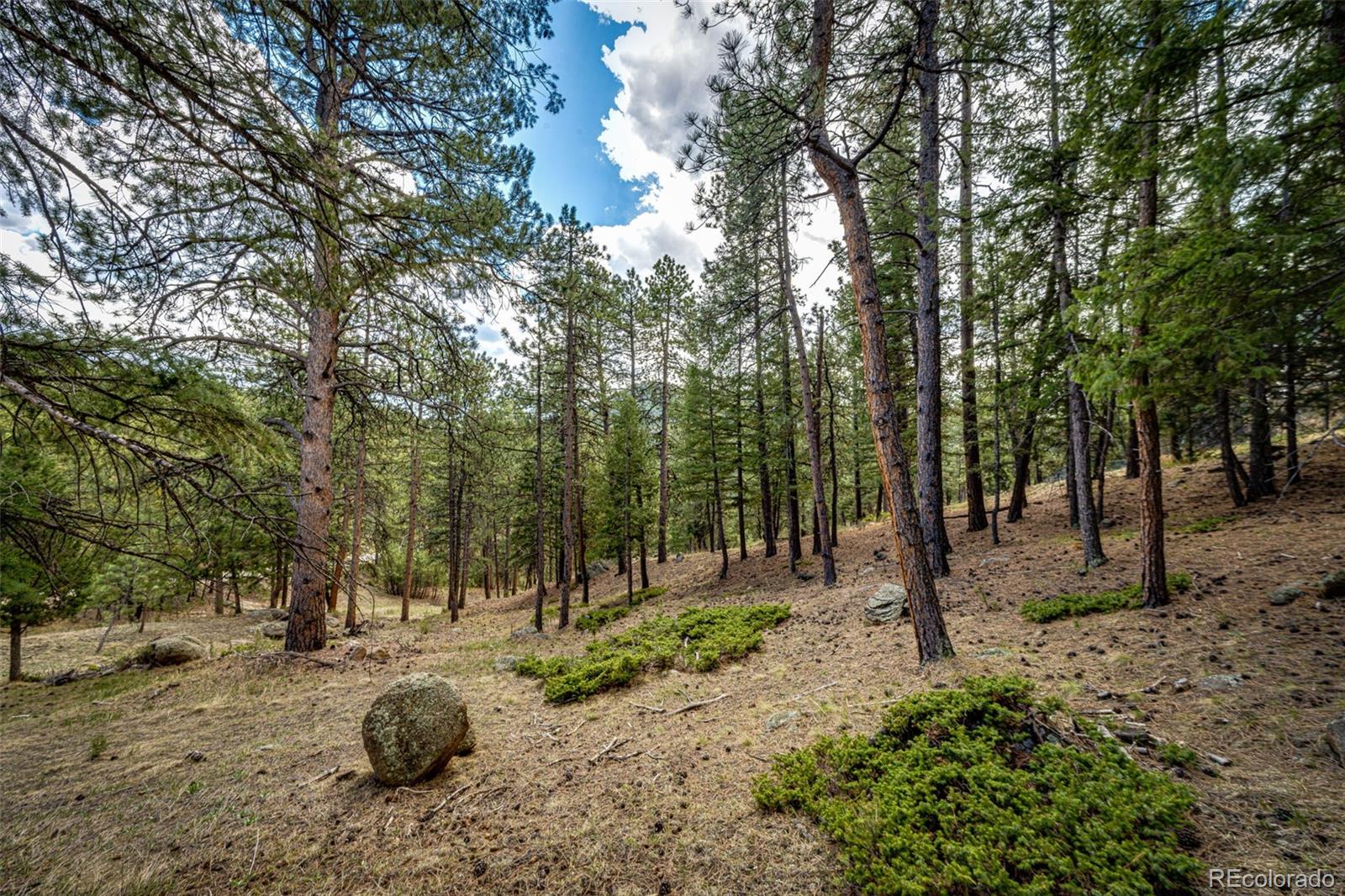 4094 Alpine Drive Evergreen, CO 80439 - Photo 8 of 39 a view of a forest with trees in the background