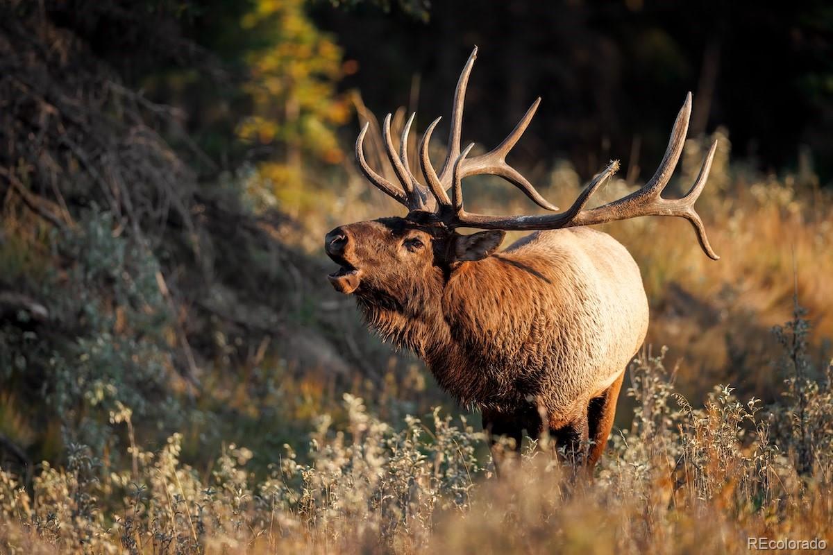 4094 Alpine Drive Evergreen, CO 80439 - Photo 10 of 39 a room with water heater and wooden floor